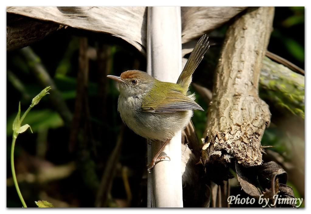 _H3W0229aa.jpg picture by ckh3hk