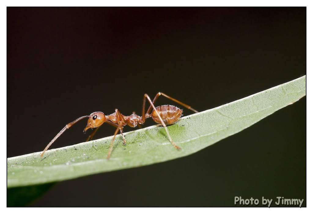 _H3W0377aa.jpg picture by ckh3hk