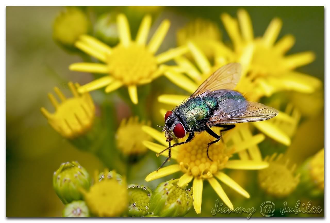 _H3W7925aa.jpg picture by ckh3hk