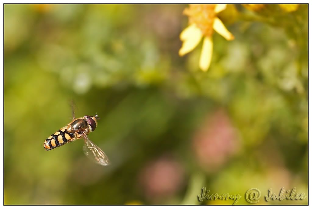 _H3W9777a.jpg picture by ckh3hk