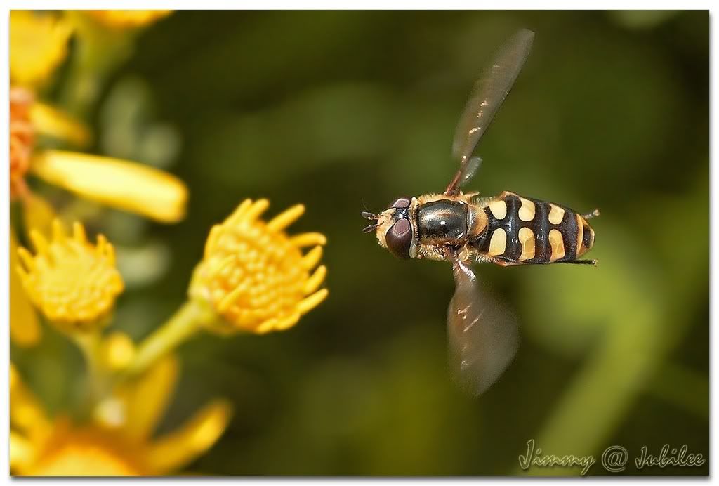 _H3W9834aa.jpg picture by ckh3hk