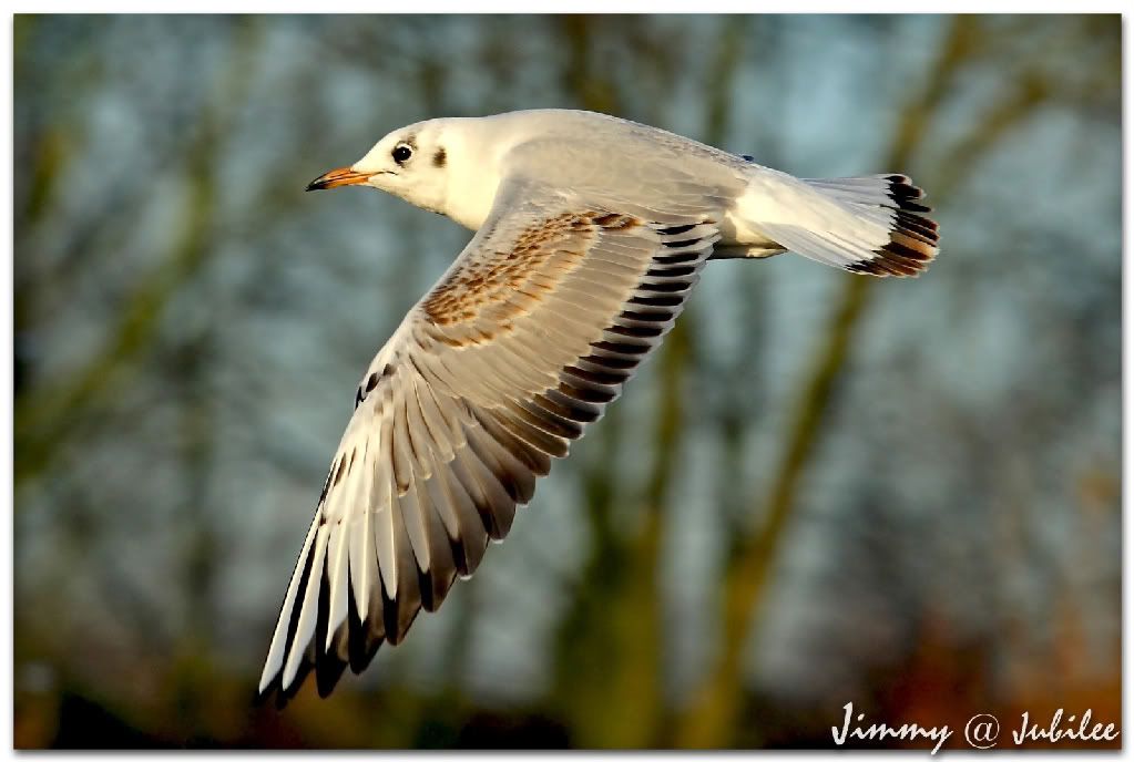 Click here to open new window
CTRL+Mouse wheel to zoom in/out