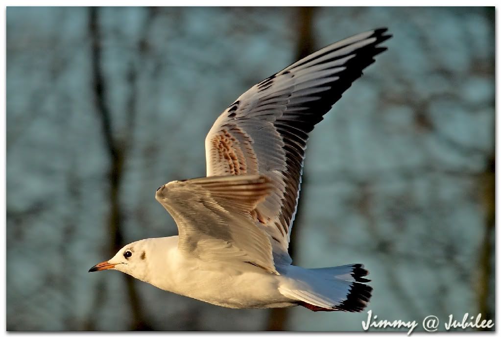 Click here to open new window
CTRL+Mouse wheel to zoom in/out