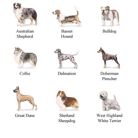 Types Puppies on Types Of Dogs