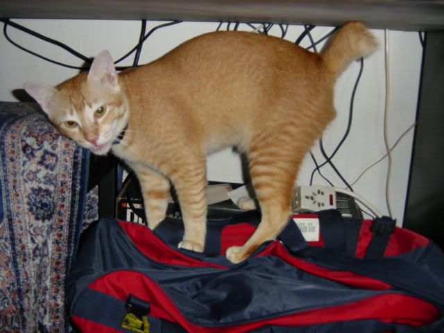 Image hosted by Photobucket.com