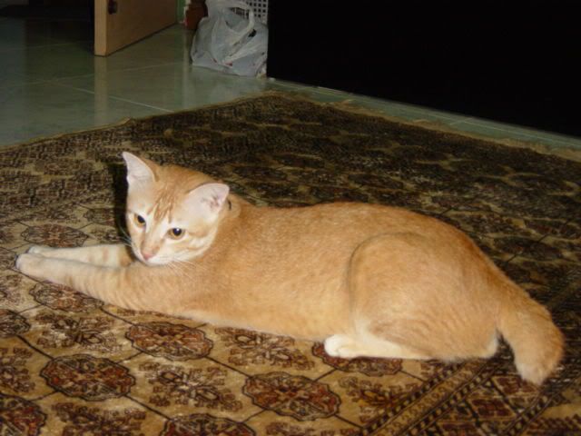 Image hosted by Photobucket.com
