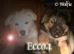 eccotagpuppies.jpg