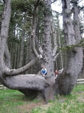 this tree was amazing, I sort of fell out of this tree as I was getting down, but it was a really graceful fall and steve and C~ only laughed a little, ok well maybe more than a little but I laughed too