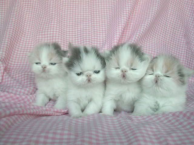 Kittens Adorable