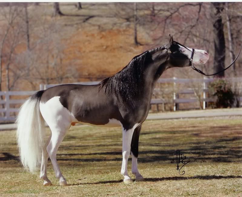 IMAGE(http://i20.photobucket.com/albums/b236/Riddle_Me_This/Loud%20Splashes/8cf28d09.jpg?t=1275346354)