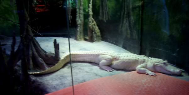 albino croc