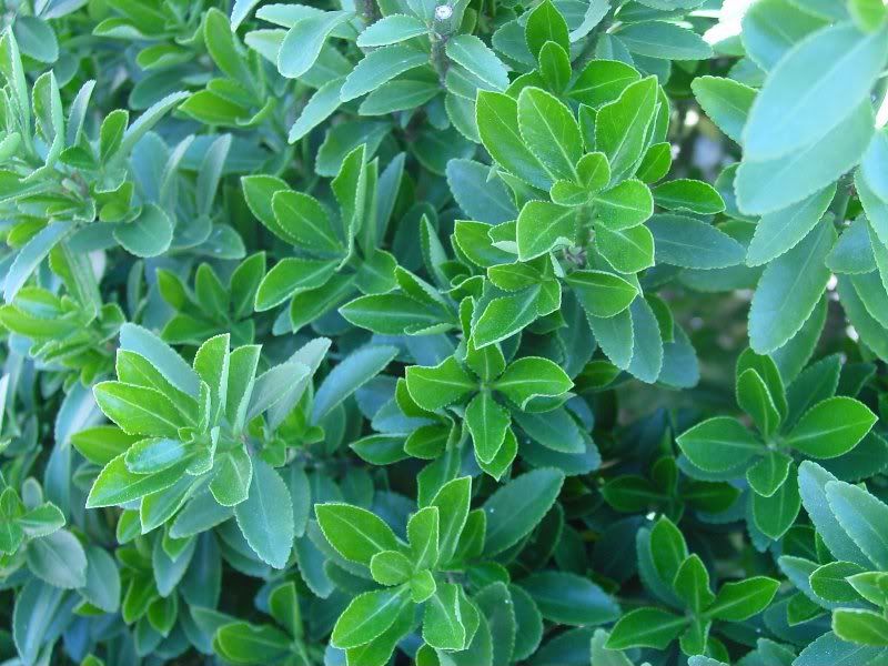 Need help identifying evergreen shrub
