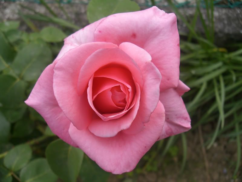 rosa1.jpg