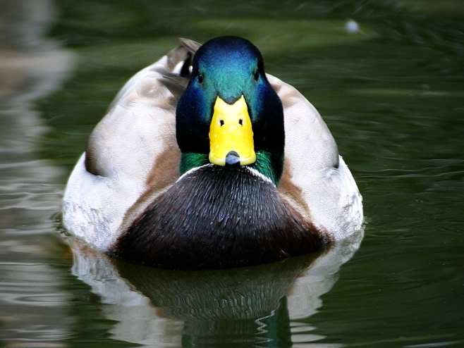 mallard-duck.jpg