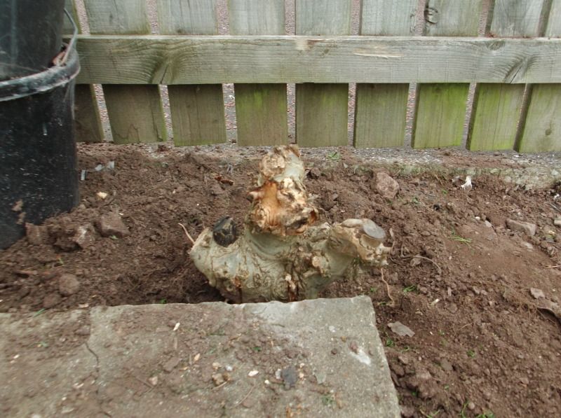 Ash Tree Stump gardening forum