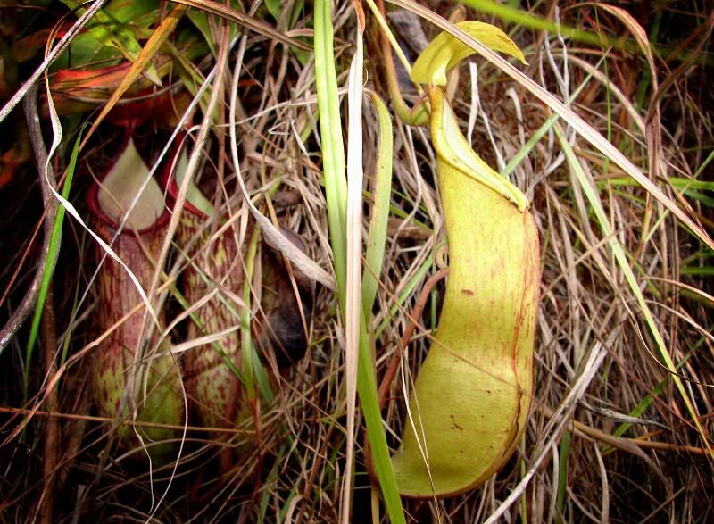 Pitcher Plant