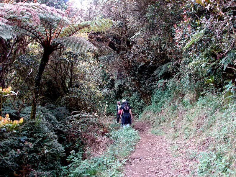 At the mossy forest.