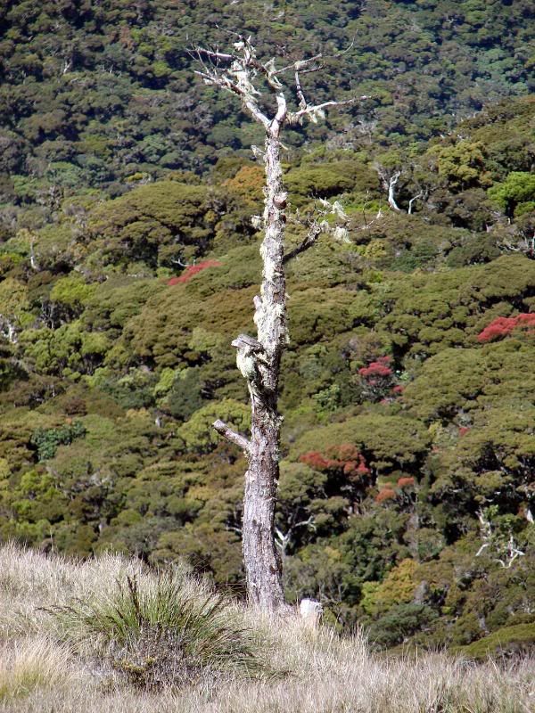 Lone tree.