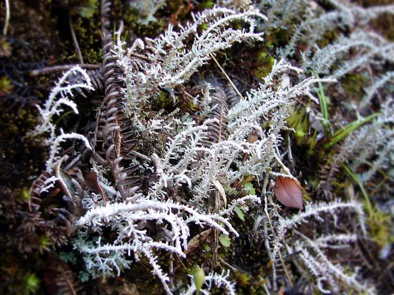 Frozen looking plant.