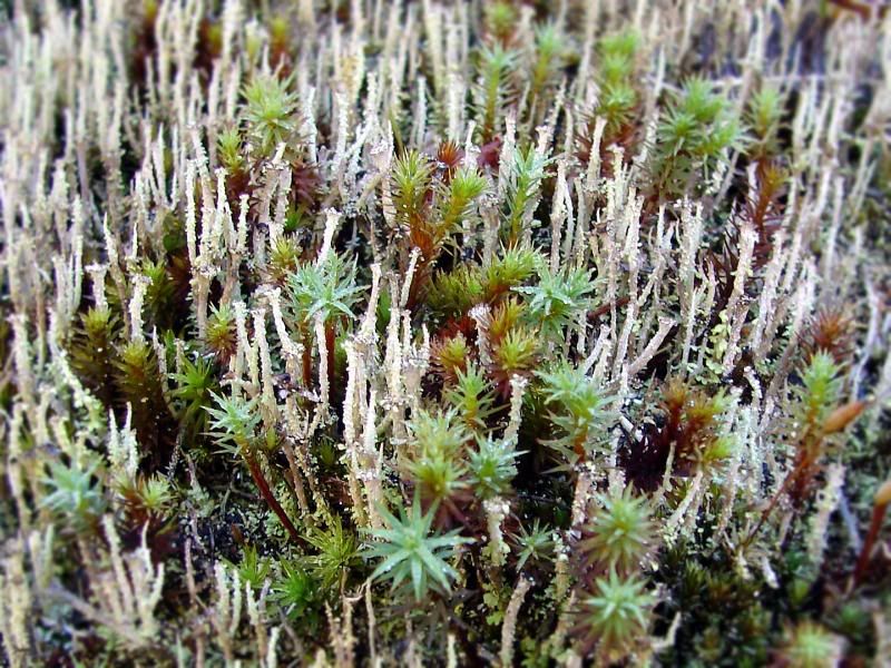 Some kind of moss.