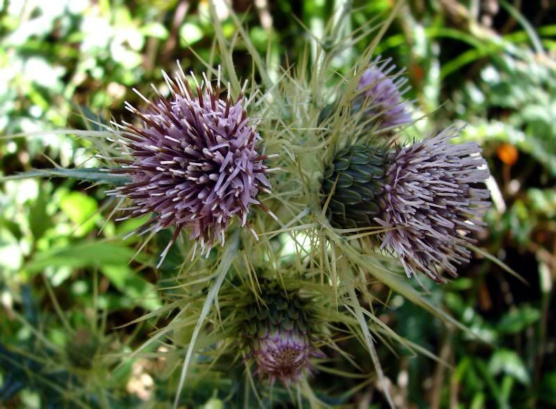 Unknown thorny plant.