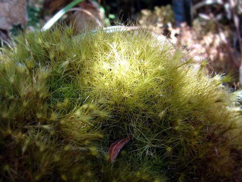 Another kind of moss.