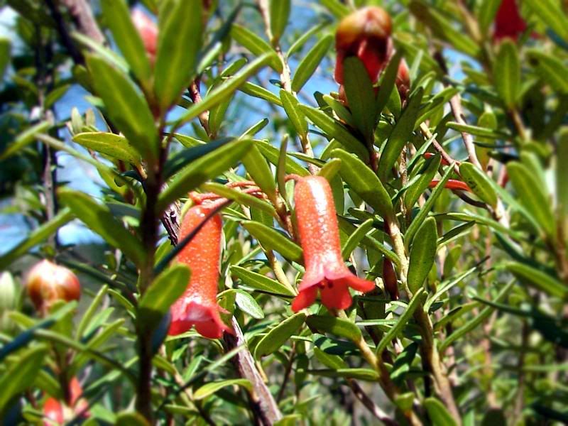 More flowers.