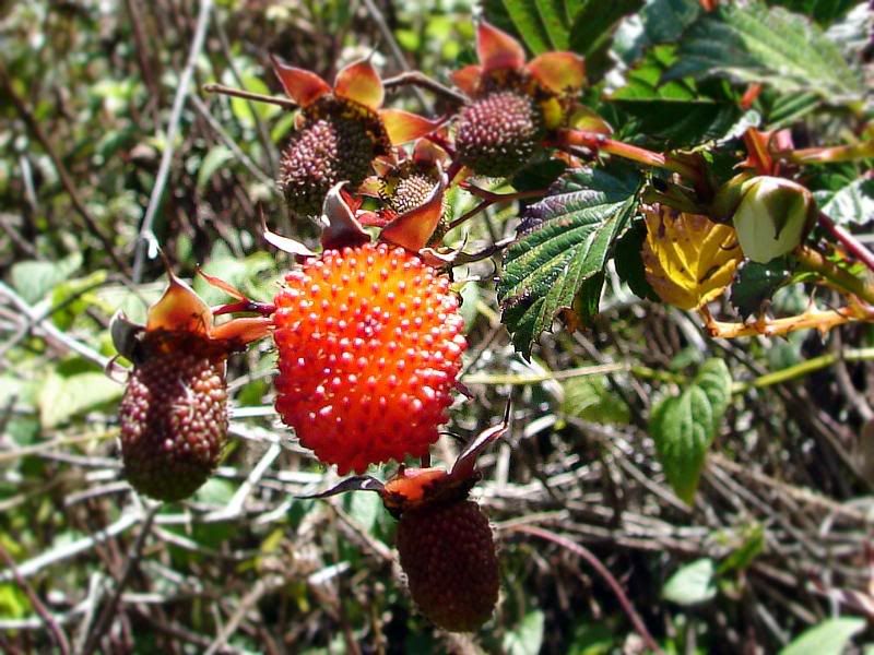 Berries