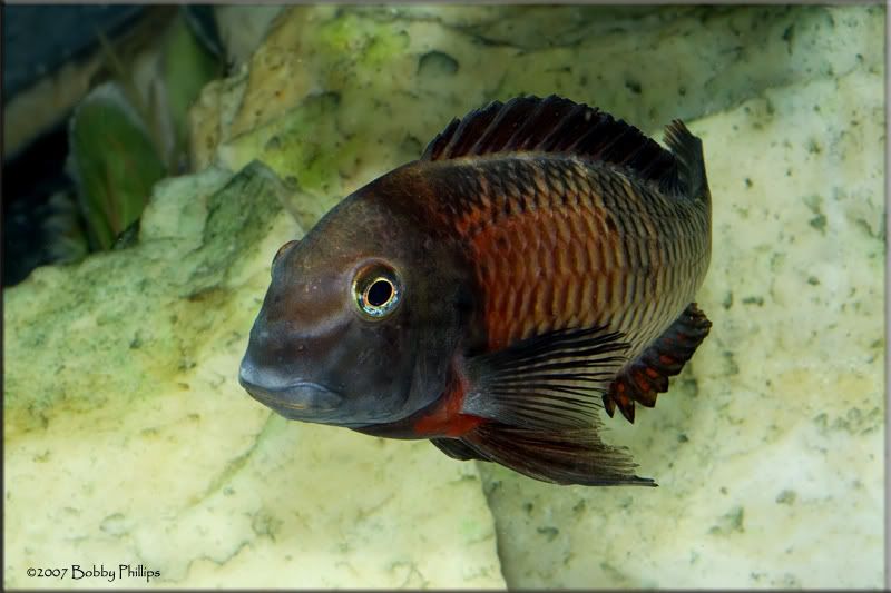 Tropheus for sale... Capital Cichlid Association