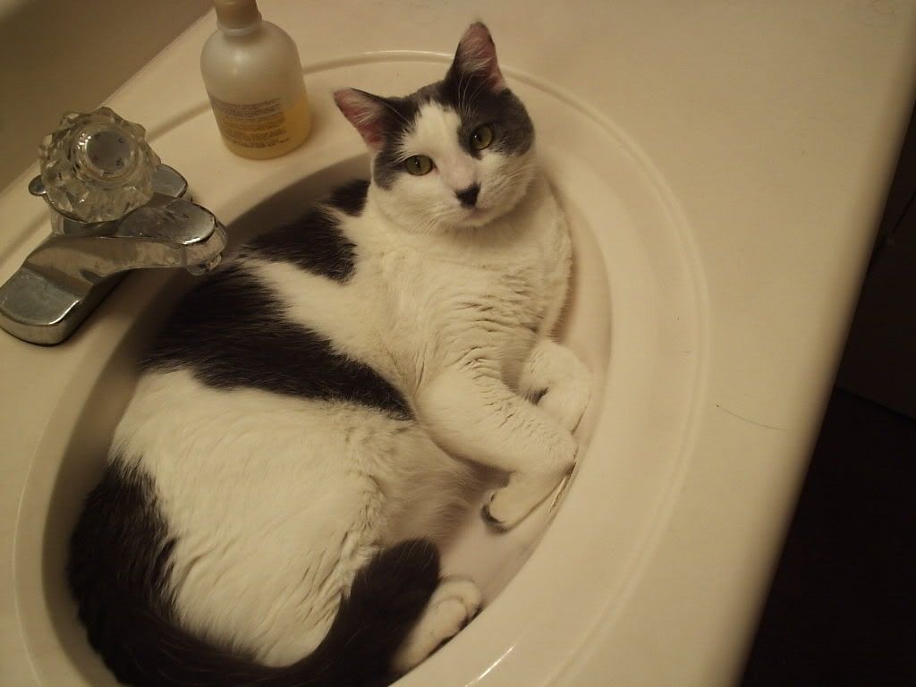 Cat In Sink