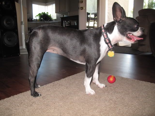 skinny boston terrier
