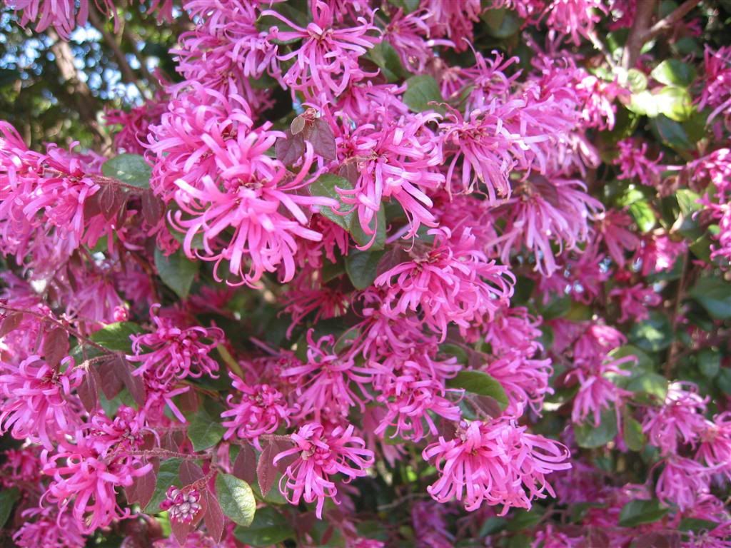 Chinese Fringe Flower