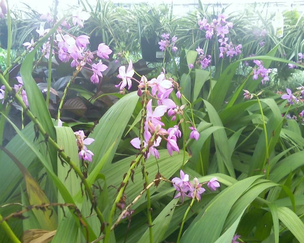 Will Ground Orchids Survive in Northeast or Central Florida?