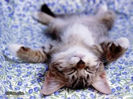 medium_cat_sleeping.jpg