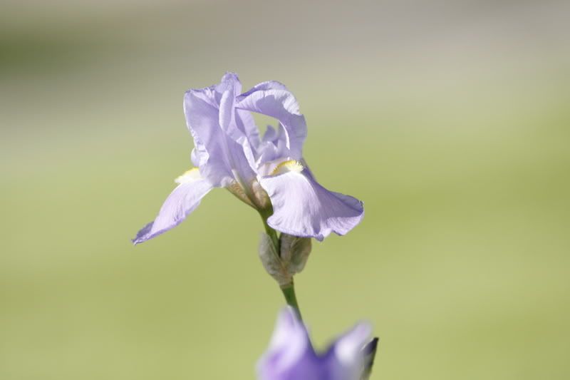 IMAGE: http://i20.photobucket.com/albums/b243/pigtailpat/sigma%20test/_MG_0007.jpg