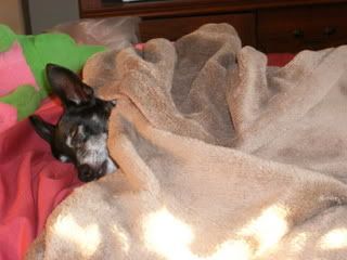 Happiness really is a warm puppy!