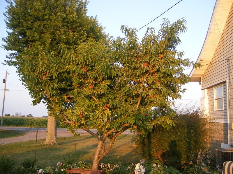 How bout them peaches!