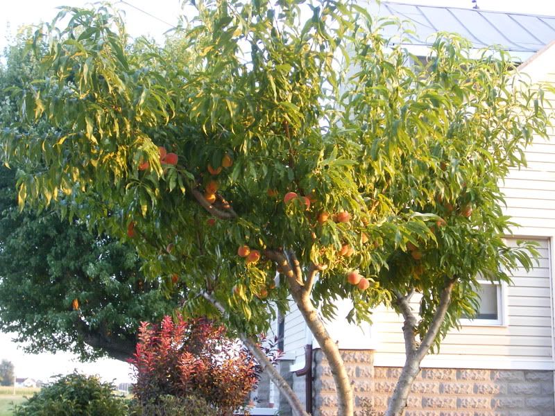How bout them peaches!