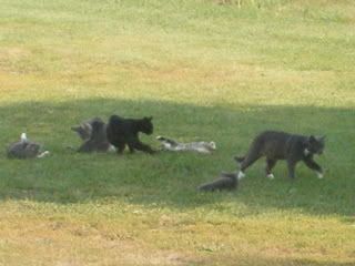If you like Kitties..( pictures)