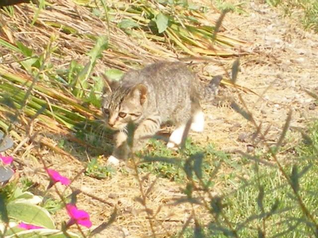 If you like Kitties..( pictures)