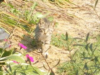 If you like Kitties..( pictures)