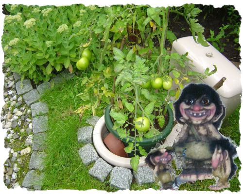  photo WC pot in de achtertuin met tomaten_1.jpg
