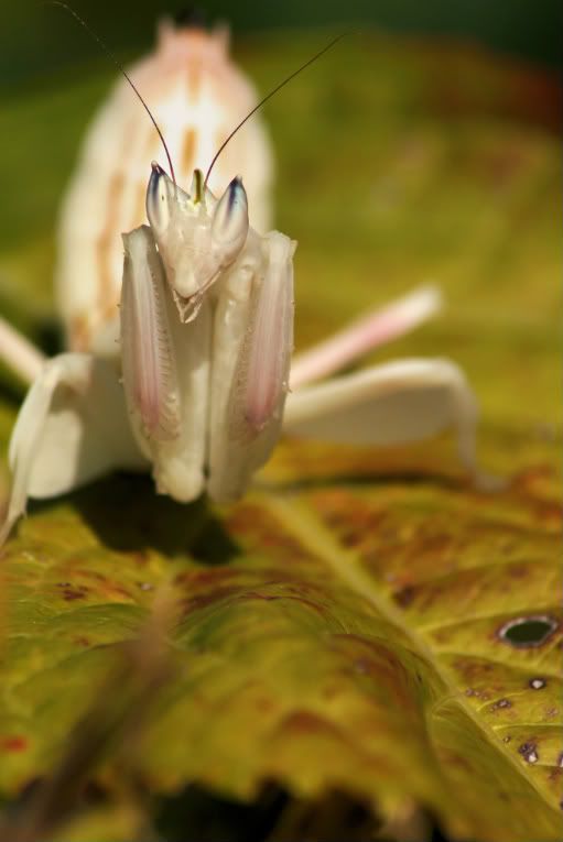 IMAGE: http://i20.photobucket.com/albums/b246/JACKMCENTIRE/AUGUSTPOTM1-1.jpg