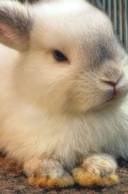 IMAGE: http://i20.photobucket.com/albums/b246/JACKMCENTIRE/Bunty1.jpg