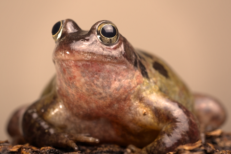 IMAGE: http://i20.photobucket.com/albums/b246/JACKMCENTIRE/DPP1_0001_3_2_tonemappedEDIT18.png