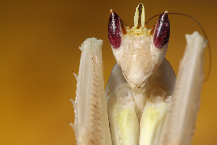 IMAGE: http://i20.photobucket.com/albums/b246/JACKMCENTIRE/DPP1_0001editsmall-1.png