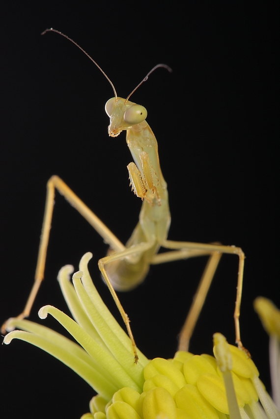 IMAGE: http://i20.photobucket.com/albums/b246/JACKMCENTIRE/DPP1_0001sharp20.png