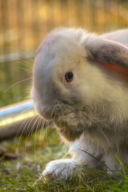 IMAGE: http://i20.photobucket.com/albums/b246/JACKMCENTIRE/DPP1_0002_3_1_tonemapped.jpg