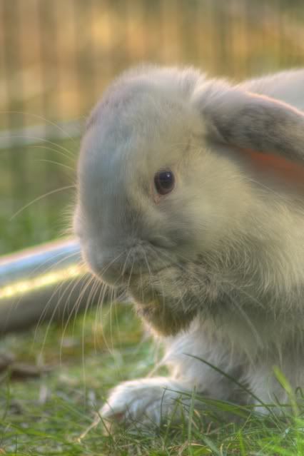 IMAGE: http://i20.photobucket.com/albums/b246/JACKMCENTIRE/DPP1_0002_3_1_tonemapped1.jpg