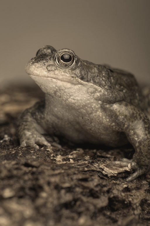 IMAGE: http://i20.photobucket.com/albums/b246/JACKMCENTIRE/DPP2_0001_3_2_tonemappedEDIT18sep.png